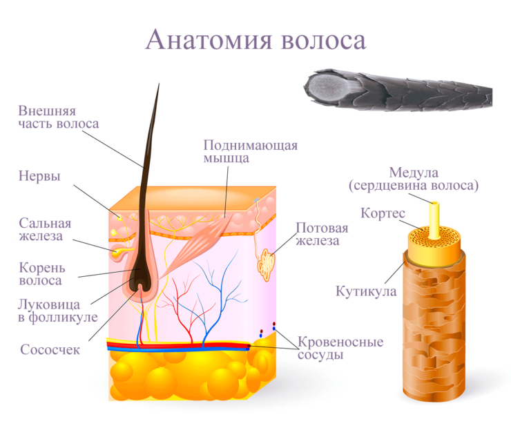 Строение волоса